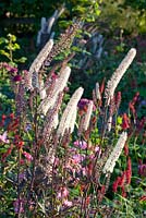 Border with Actaea simplex Brunette, Persicaria amplexicaulis Seven Oaks Village, Rosa Angela