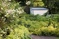 Extensive planting of Hydrangea 'Anabelle' and 'Kyushu', Alchemilla mollis with painted white shed, Acer and Sandbar Willow 