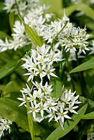 Allium ursinum - Wild Garlic also known as Ramsons