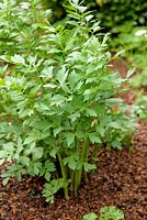 Levisticum officinale - Lovage with cocoa mulching