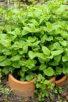 Meliisa officinalis - Lemon Balm contained with buried pots