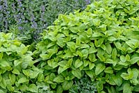 Melissa officinalis - Lemon Balm with Nepeta background