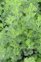 Artemisia abrotanum - Southernwood