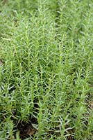 Mentha cervina 'Alba' - Hart's Pennyroyal Mint