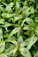 Persicaria odorata syn. Polygonum odoratum - Vietnamese Coriander or Rau-Ram