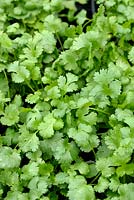 Coriandrum sativum - Coriander