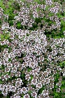 Thymus x citriodorus - Lemon Thyme