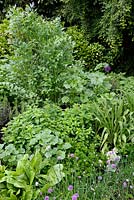 Herbal border with Sorrel, Chive, Parsley, Common Mallow, Oregano and Lovage