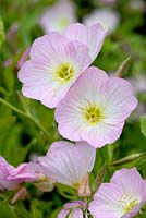 Oenothera speciosa