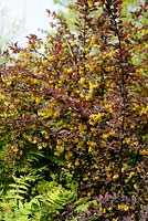 Berberis thunbergii 'Atropurpureum' flowering in spring