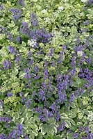 Aegopodium podagraria 'Variegatum' with Nepeta in groundcover spring border