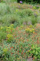 Helianthemum with Euphorbia and Grasses in drought tolerant border