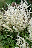 Astilbe x arendsii 'White Gloria'