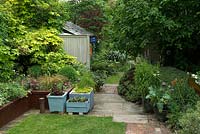 Town garden with raised beds, blue painted planters, Humulus lupulus 'Aureus' - golden hop with lawn, stone and brick path leading to a shed with ferns and shrubs. Helen Riches garden in June