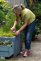 Helen Riches clipping herbs with secateurs growing in a planter in her town garden, June
