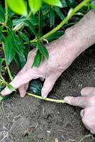 Propagating Rhododendron by layering -  Step 2 putting the stem in trench