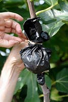 Air layering a Fig tree - Step 3 - closing bag with raffia