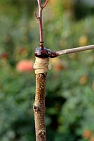 Cleft grafting an Apricot tree - Step 5 - adding grafting wax