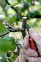 Crown graft on pear tree - step 1 - incising the rootstock