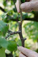 Crown graft on pear tree - step 4 - inserting the scion