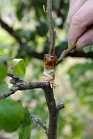 Inlay graft on Pear tree - step 3 - adding grafting wax