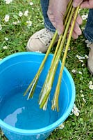 Making willow water a method to extract rooting hormones - step 2 - putting the branches into a bucket of water