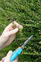 Lonicera nitida pruning