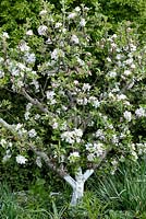 Malus domestica - Apple tree flowering in spring with white latex paint on trunk to prevent bark warming