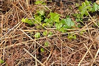 Acanthus mollis protected with dried bracken as mulch and against frost