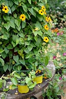 Thunbergia alata - Black-eyed Susan and young plants from cuttings