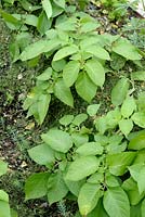 Solanum tuberosum - Earthed up Potatoes mulched with grass clippings