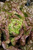 Lactuca sativa - Lettuce 'Merveille des Quatre Saisons' also known as 'Marvel of Four Seasons'