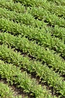 Phacelia tanacetifolia - Phacelia sown in lines and used as green manure