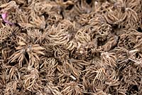 Ranunculus asiaticus - Persian Buttercup bulbs