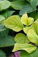 Chlorosis due to iron deficiency on Hydrangea leaves