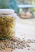 Glass jar of Sprouted Green Lentils with loose Lentils on table. 