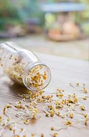 Sprouted Fenugreek seeds inside a glass jar.