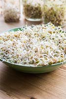 Decorative bowl containing Sprouted Organic Mung Beans, Dark Speckled Lentils, Green Lentils, Fenugreek and Alfalfa