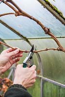 Pruning Vitis vinifera 'Black Hamburg' syn. Trollinger, Frankenthaler