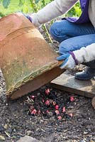 Lifting a Forcer to inspect Rhubarb 'Timperley Early'