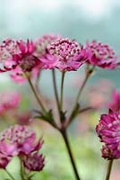 Astrantia major 'Sheila's Red'