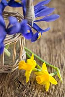 Display of Iris reticulata and Narcissus 'Tete-a-tete' against wooden surface