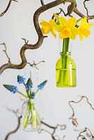 Glass jar display of Narcissus 'Tete-a-tete' and Muscari armeniacum