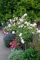 Wooden fence, Rosa 'New Dawn', Clematis viticella, Lavandula angustifolia, Rosa 'Heidetraum'