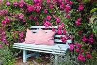 Rosa 'Super Excelsa' with blue bench and pillows