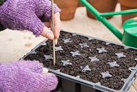 Preparing planting holes in compost