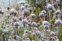 Monarda fistulosa 'Elsie's Lavender' with hoar frost