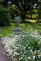 Cothay Manor, Greenham, Somerset. Anthemis cupaniana in evening light with stone urn