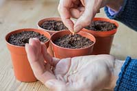 Sowing Cucumber 'Tiffany' - Cucumis sativus seeds