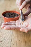 Emptying Aubergine seeds into hand